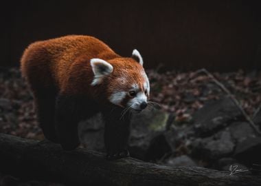 Panda roux