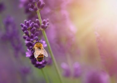 Bee on lavender