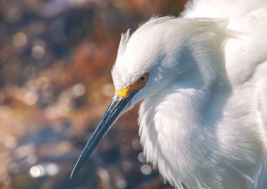 Snowy Egret