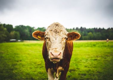 Cow