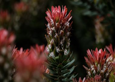 Blooming proteas