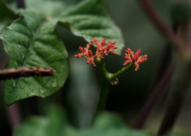 Orange blossoms