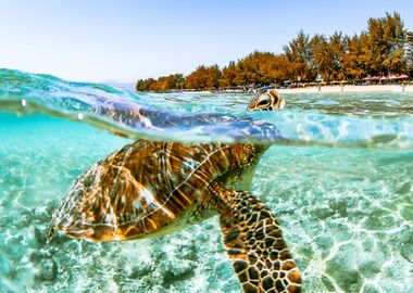 TURTLE ON THE BEACH