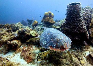 TURTLE ON THE SEA BASE