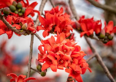 Bombax ceiba blossoms