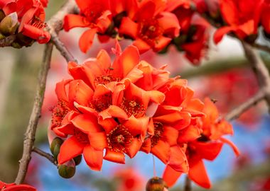 Bombax ceiba blossoms