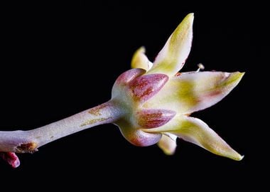 Graptopetalum paraguayense