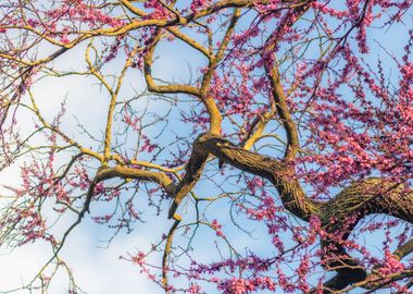 Cherry trees pink flowers