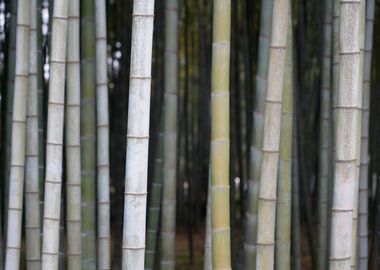 bamboo test v1