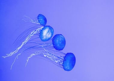 Blue Jellyfish