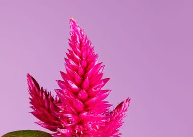 Macro of a celosia