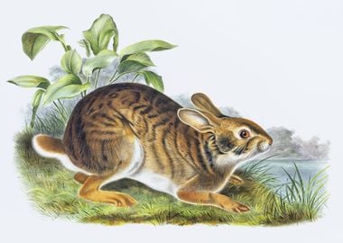 Swamp Hare