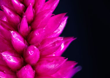 Macro of a celosia