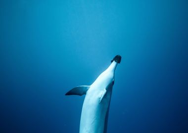 Bottlenose dolphin