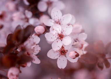 Pink cherry blossom flower