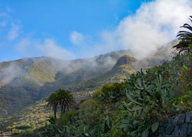 Mountains and Palm Trees