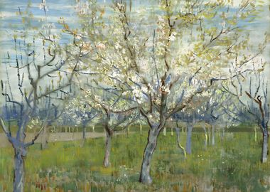 Apricot Trees