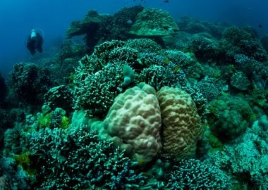 Colourful coral reef