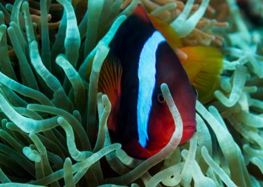 Anemone fish