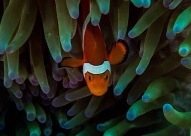 Anemone fish