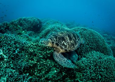 Turtle on the coral reef