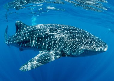 Whale shark