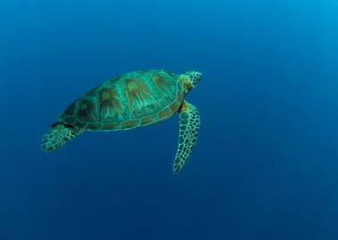 Turtle in the ocean