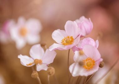 Anemone, pink flowers