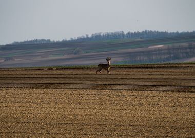 Deer On The Field