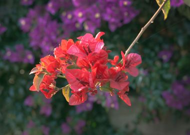 Pink flower three petals