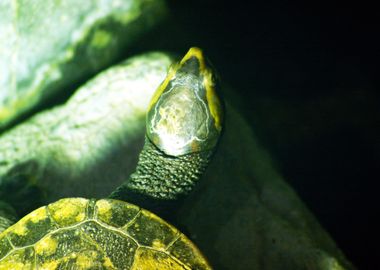 Turtle