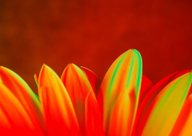 Macro of a gerbera flower