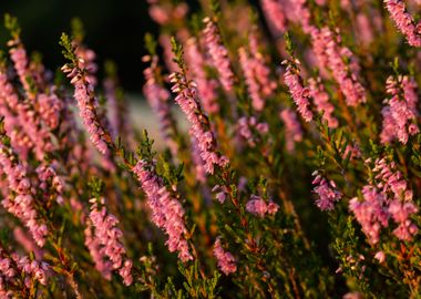 Blooming heather