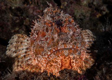 Grumpy Scorpionfish