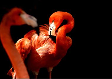 flamingo black background