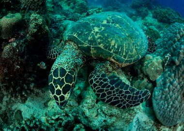 Big Turtle On The Coral 