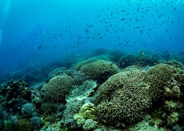 Underwater Coral Reef