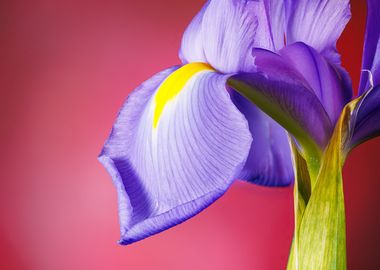 Macro of an iris flower