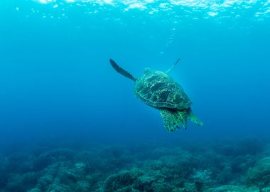 Big Turtle Into The Blue