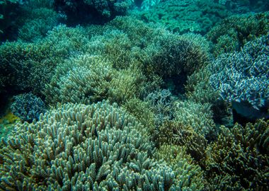 Underwater Garden