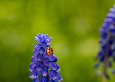 Ladybug on a hyacinth 