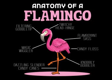 Anaotomy Of A Flamingo