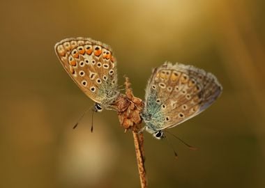 A pair of butterflies