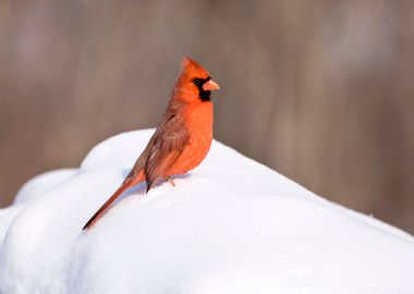 Red cardinal in the snow