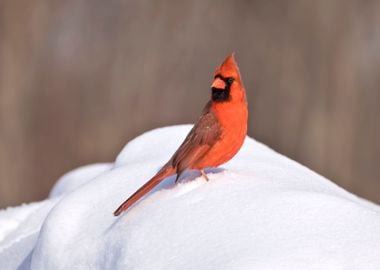 Red cardinal in the snow