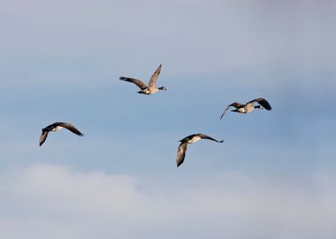 Canada geese flying