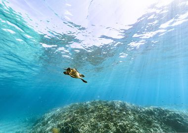 hawksbill sea turtle