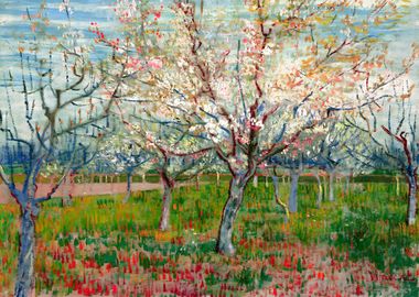 Apricot Trees 1888