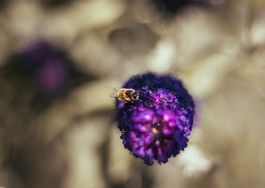 Bee on Lavender