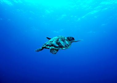 Sea Turtle in the Ocean